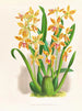 Odontoglossum schillerianus - Jean Jules Linden — artwork view
