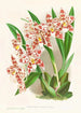 Odontoglossum wilckeanum albens - Jean Jules Linden — artwork view