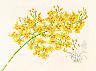 Jean Jules Linden - Oncidium aurosum.webp
