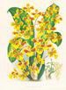 Sarcodes de Oncidium - Jean Jules Linden — vista de la obra