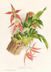 Paphinia Randi Paphinia Cristata - Jean Jules Linden — artwork view