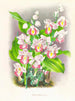 Phaius humbloti - Jean Jules Linden — vista de la obra
