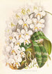 Phalaenopsis Stuartiana - Jean Jules Linden — vista de la obra