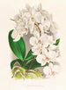 Belle Phalaenopsis - Jean Jules Linden — vista de la obra