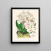 Belle Phalaenopsis - Jean Jules Linden — cuadro enmarcado en la pared