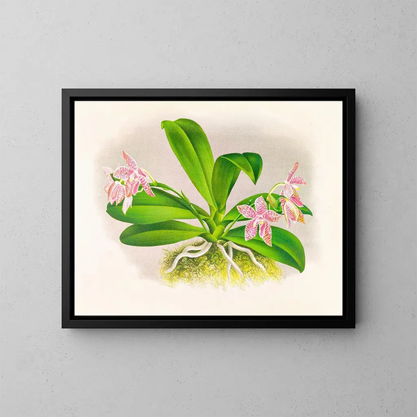 Phalaenopsis luddemanniana - Jean Jules Linden — framed artwork on a wall