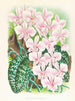 Phalaenopsis schilleriana - Jean Jules Linden — artwork view