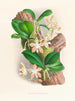Phalaenopsis sumatrana - Jean Jules Linden — vista de la obra
