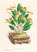 Restrepia antennifera - Jean Jules Linden — vista de la obra
