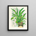 Rodriguezia refracta - Jean Jules Linden — framed artwork on a wall