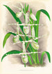 Selenipedium Reticulatum - Jean Jules Linden — artwork view