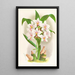 Spathoglottis Augustorum - Jean Jules Linden — framed artwork on a wall