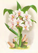 Spathoglottis Augustorum - Jean Jules Linden — artwork view