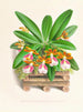 Trichocentrum blanco violeta - Jean Jules Linden — vista de la obra