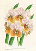 Vanda Sanderiana var Labello Viridi - Jean Jules Linden — vista de la obra