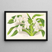 Vanda denisoniana - Jean Jules Linden — framed artwork on a wall