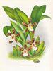 Zygopetalum jorisinum - Jean Jules Linden — vista de la obra