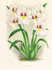 Miltonia Röezli - Jean Jules Linden — vista de la obra