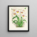 Miltonia Röezli - Jean Jules Linden — cuadro enmarcado en la pared