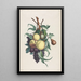 Branches de rousselet, pêche, prune et raisin - Jean-Louis Prévost — framed artwork on a wall