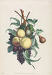 Branches de rousselet, pêche, prune et raisin - Jean-Louis Prévost — artwork view