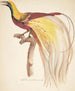 Exotic Bird Painting - Johan Christian Ernst Walter — artwork view