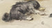 Perro dormido visto desde atrás - Johan Daniël Koelman — vista de la obra