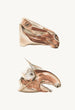 Deep facial muscles of the horse and the tapir - Johan Erik Vesti Boas — artwork view