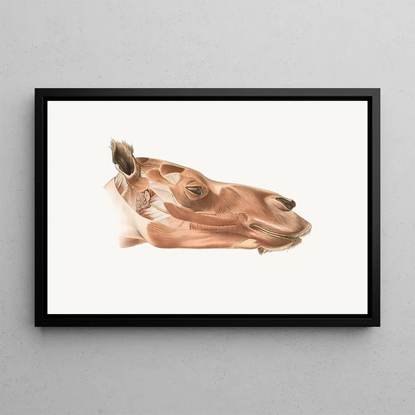 Johan Erik Vesti Boas - Superficial facial muscles of Dromedary.webp