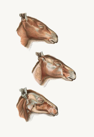 Johan Erik Vesti Boas - Superficial facial muscles of Halmalurus.webp