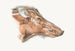 Facial muscles of the wild boar - Johan Erik Vesti Boas — artwork view
