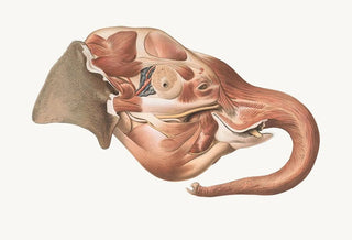Johan Erik Vesti Boas - Superficial muscles of right side of the Elephants head.webp