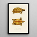 Testudo Sculpta - Johann Baptist von Spix — cuadro enmarcado en la pared
