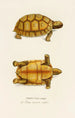 Testudo Sculpta - Johann Baptist von Spix — vista de la obra