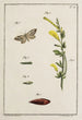 Archivos de la historia de los insectos Pl11 - Johann Caspar Füssli — vista de la obra