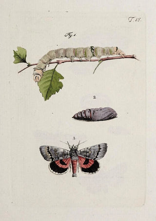 Johann Caspar Fuessli - Archives de lhistoire des insectes Pl15.webp