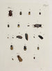 Archivos de la historia de los insectos Pl19 - Johann Caspar Füssli — vista de la obra