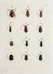 Archives de l'histoire des insectes Pl22 - Johann Caspar Füssli — artwork view
