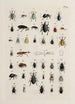 Archivos de la historia de los insectos Pl25 - Johann Caspar Füssli — vista de la obra