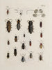 Archives of Insect History Pl28 - Johann Caspar Füssli — artwork view