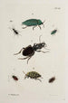 Archivos de la historia de los insectos Pl41 - Johann Caspar Füssli — vista de la obra