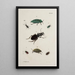 Archivos de la historia de los insectos Pl41 - Johann Caspar Füssli — cuadro enmarcado en la pared