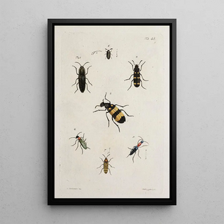 Johann Caspar Fuessli - Archives de lhistoire des insectes Pl43.webp