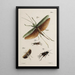 Archivos de la historia de los insectos Pl48 - Johann Caspar Füssli — cuadro enmarcado en la pared