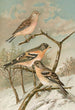 Acanthis cannabina Fringilla montifringilla - Johann Friedrich Naumann — vista de la obra