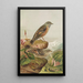 Accentor collaris - Johann Friedrich Naumann — framed artwork on a wall