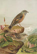 Accentor collaris - Johann Friedrich Naumann — artwork view