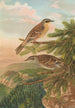 Accentor modularis Accentor montanellus - Johann Friedrich Naumann — vista de la obra