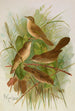 Acrocephalus agricolus Jardon Cettia cetti Marm Locustella lanceolata - Johann Friedrich Naumann — artwork view