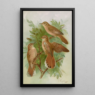 Johann Friedrich Naumann - Agrobates familiaris Agrobates galactodes.webp